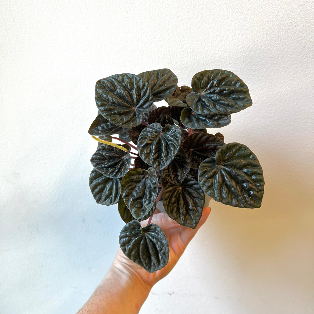 
                
                    Load image into Gallery viewer, Peperomia Green Ripple
                
            