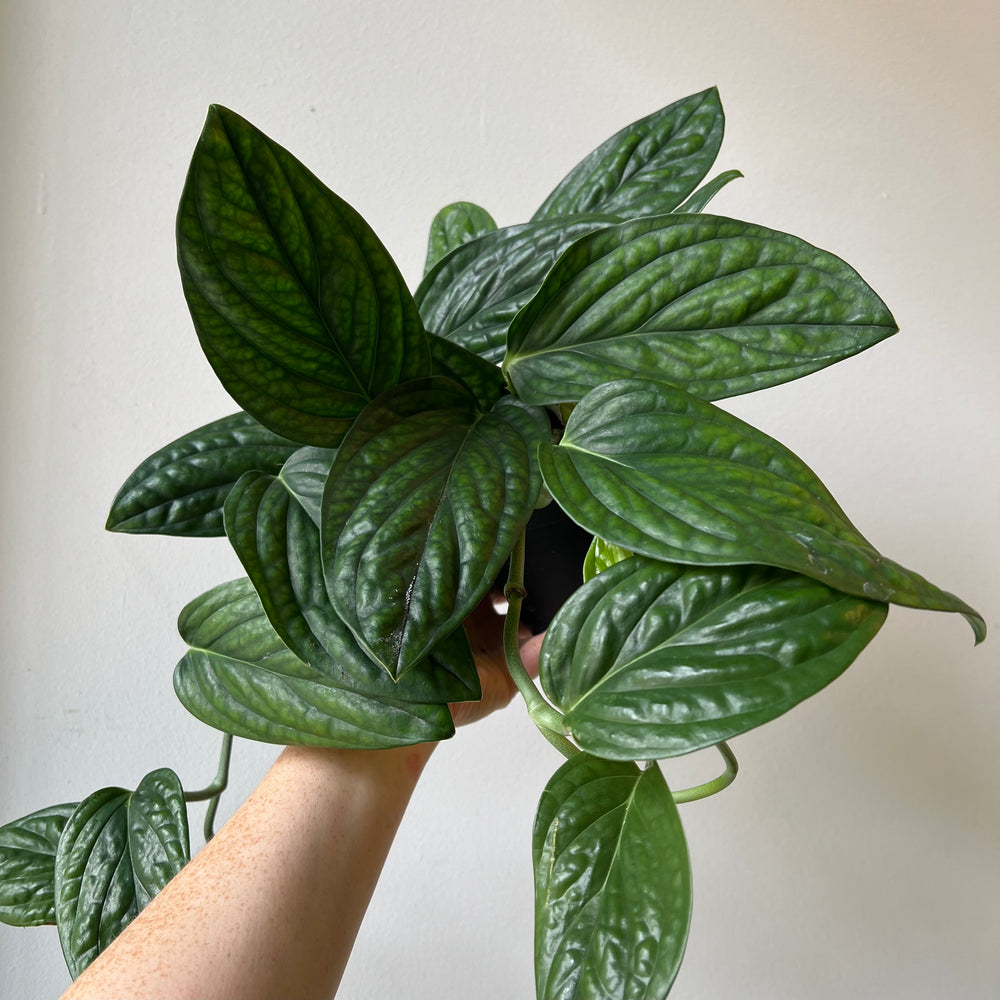 Philodendron Galaxy 6 Inch