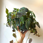 Philodendron Micans 6 Inch