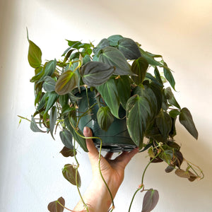 
                
                    Load image into Gallery viewer, Philodendron Micans 6 Inch
                
            