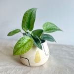 Echeri Ceramics Planter w/ Silver Pothos