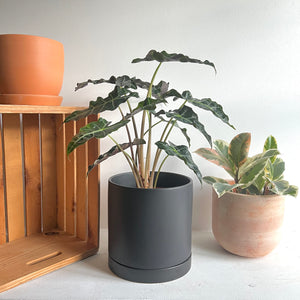 
                
                    Load image into Gallery viewer, Black 10&amp;quot; Cylinder Planter
                
            