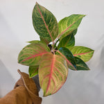 Aglaonema Golden Flourite