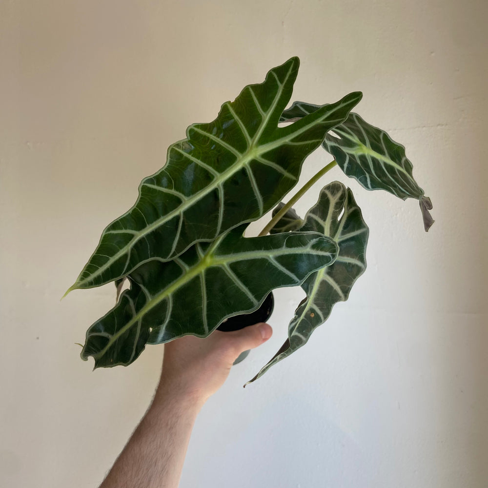 
                
                    Load image into Gallery viewer, Alocasia Polly 4 Inch
                
            