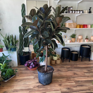 
                
                    Load image into Gallery viewer, Rubber Plant - Ficus Elastica Tree
                
            
