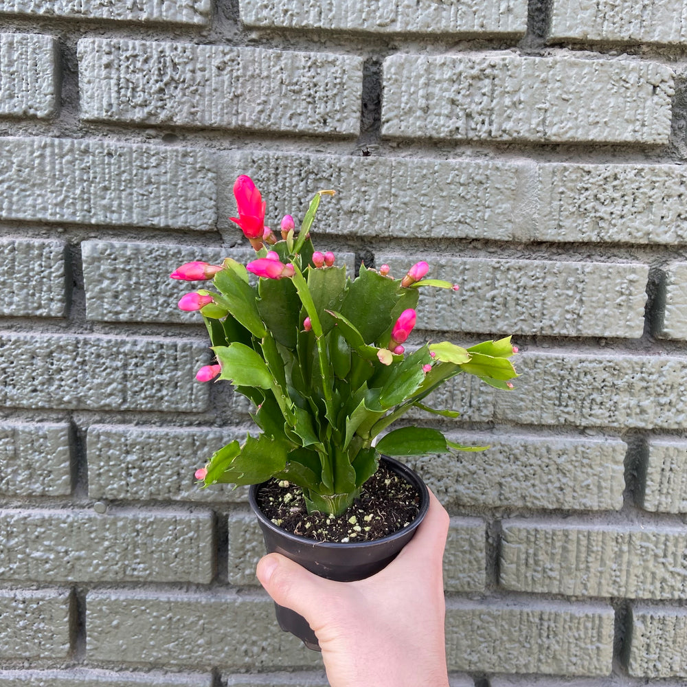 
                
                    Load image into Gallery viewer, Holiday Cactus
                
            