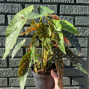 Begonia Maculata 6 inch