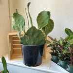 Opunita Paddle Cactus 12" pot