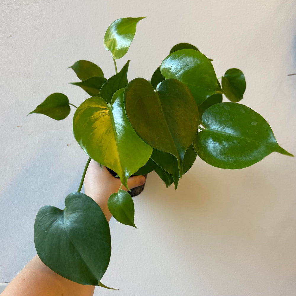 Monstera Deliciosa 4 Inch