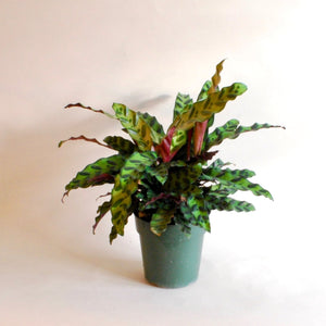 
                
                    Load image into Gallery viewer, Calathea Lancifolia &amp;quot;Rattlesnake&amp;quot; 6 Inch
                
            