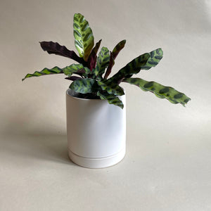 
                
                    Load image into Gallery viewer, Calathea Lancifolia &amp;quot;Rattlesnake&amp;quot; 6 Inch
                
            