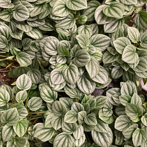 
                
                    Load image into Gallery viewer, Peperomia Frost
                
            