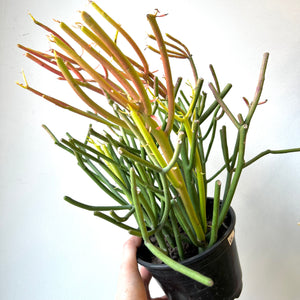
                
                    Load image into Gallery viewer, Euphorbia - Sticks of Fire - 6 Inch
                
            