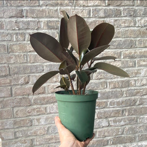 
                
                    Load image into Gallery viewer, Rubber Plant - Ficus Elastica
                
            