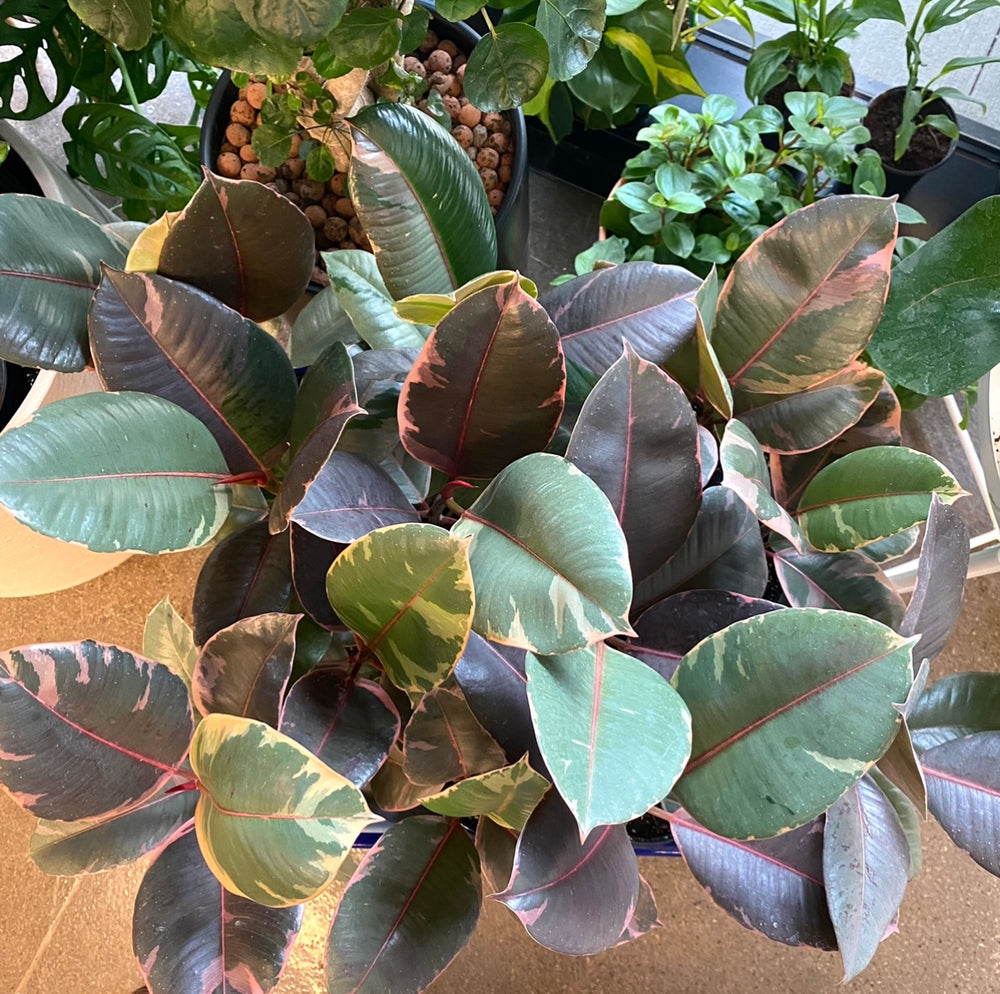 Red Ruby Rubber Plant