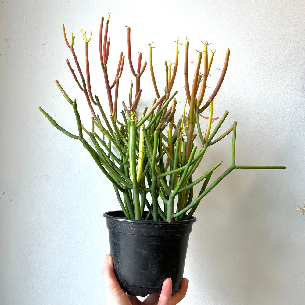 
                
                    Load image into Gallery viewer, Euphorbia - Sticks of Fire - 6 Inch
                
            