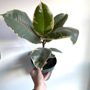 
                
                    Load image into Gallery viewer, Ficus Tineke
                
            