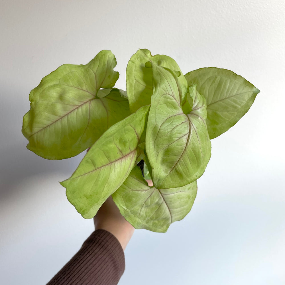 
                
                    Load image into Gallery viewer, Green Syngonium - Arrowhead Plant
                
            