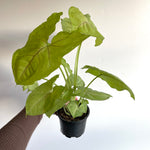 Green Syngonium - Arrowhead Plant
