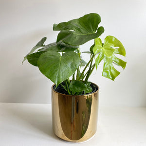 
                
                    Load image into Gallery viewer, Philodendron Monstera Deliciosa
                
            
