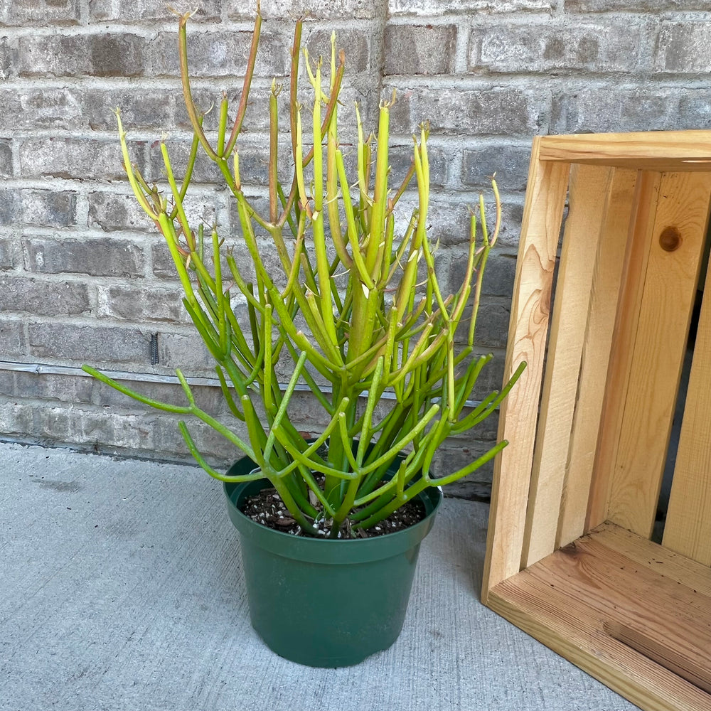 
                
                    Load image into Gallery viewer, Firestick Euphorbia - 8 Inch
                
            