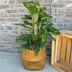 
                
                    Load image into Gallery viewer, Monstera Adansonii Swiss Cheese Plant Totem
                
            