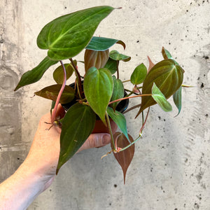 
                
                    Load image into Gallery viewer, Micans Philodendron 4 Inch pot
                
            