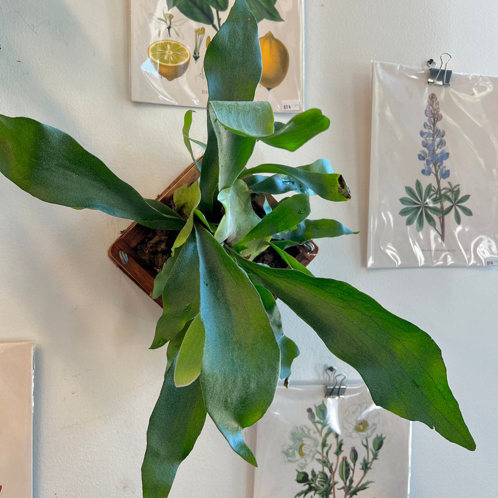 
                
                    Load image into Gallery viewer, Staghorn Fern
                
            