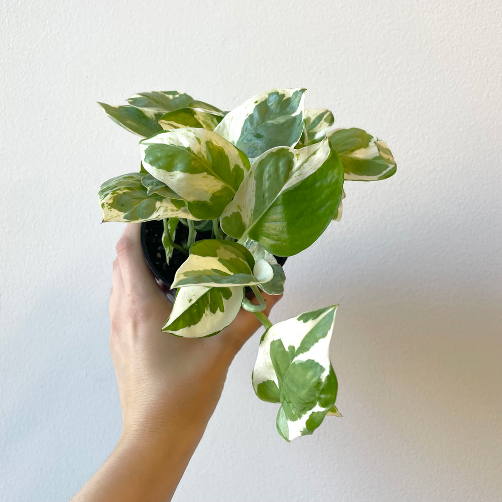 
                
                    Load image into Gallery viewer, Pearls &amp;amp; Jade Pothos
                
            