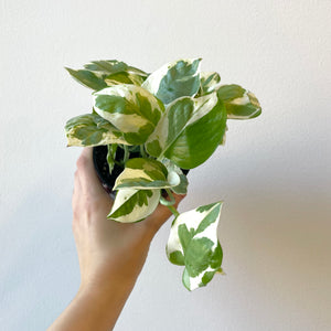 
                
                    Load image into Gallery viewer, Pearls &amp;amp; Jade Pothos
                
            