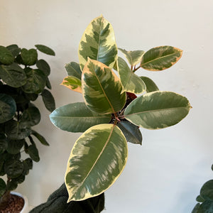 
                
                    Load image into Gallery viewer, Ficus Tineke
                
            