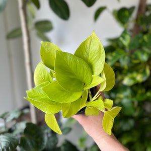 
                
                    Load image into Gallery viewer, Neon Pothos 4 Inch Pot
                
            