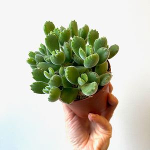 
                
                    Load image into Gallery viewer, Cotyledon Bear Claw
                
            