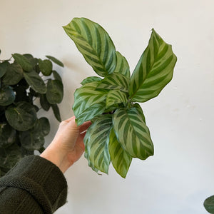 
                
                    Load image into Gallery viewer, Calathea 4 Inch Assorted Varieties
                
            
