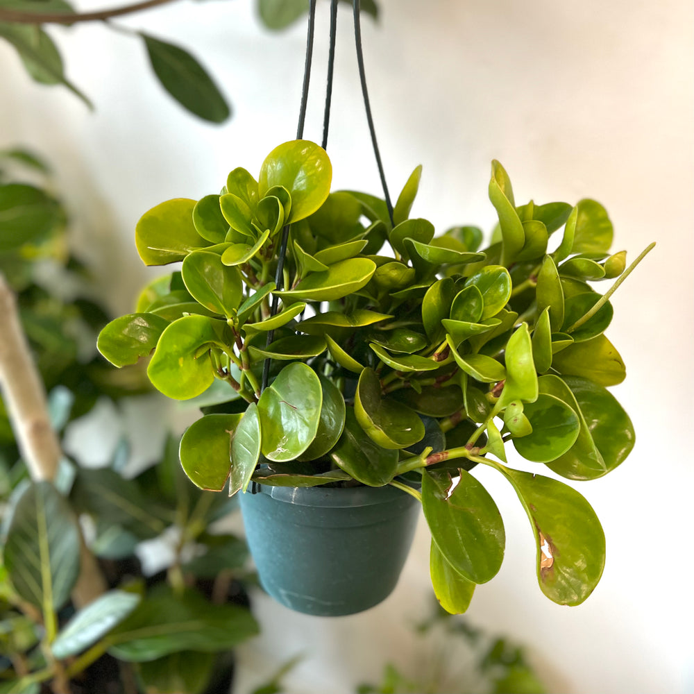 
                
                    Load image into Gallery viewer, Peperomia Obtusifolia
                
            