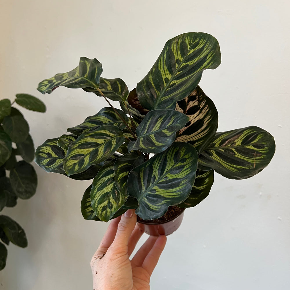 
                
                    Load image into Gallery viewer, Calathea 4 Inch Assorted Varieties
                
            