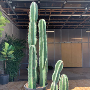 Cactus Cereus Peruvianus